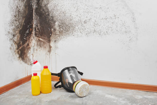Best Home Mold Removal  in Farmerville, LA