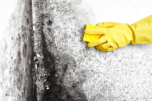 Best Certified Mold Removal  in Farmerville, LA