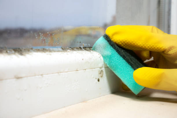 Best Mold Damage Repair  in Farmerville, LA
