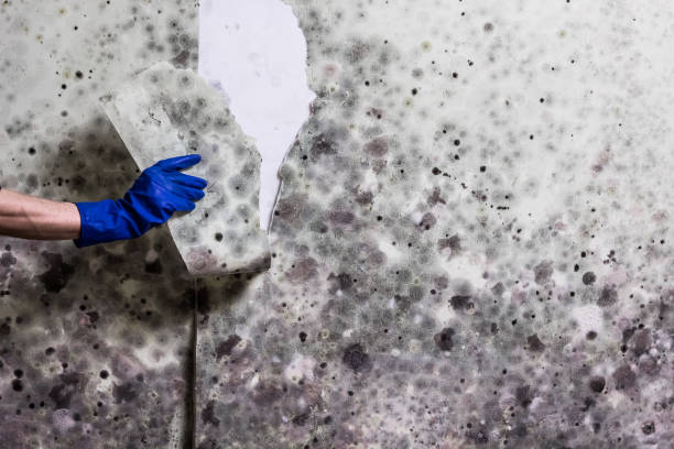 Best Best Mold Removal Companies  in Farmerville, LA