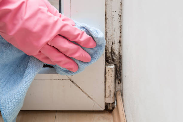 Best Black Mold Removal  in Farmerville, LA